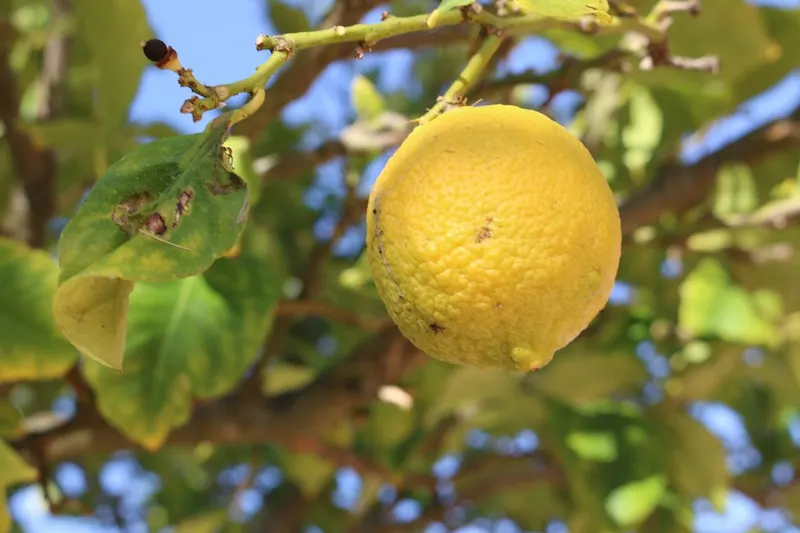 Lemon tree ingarden