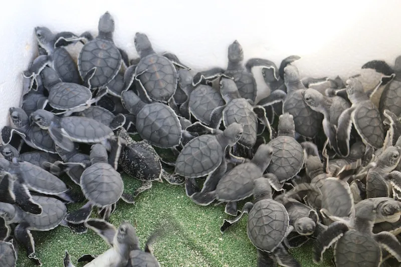 Tiny baby turtles