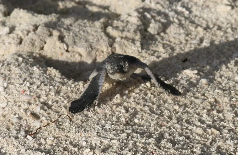 Turtles hatching in the Maldives