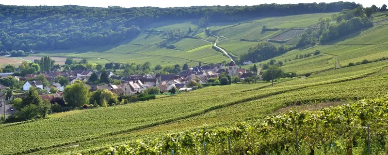 Vignobles de l'Aisne-NBryant