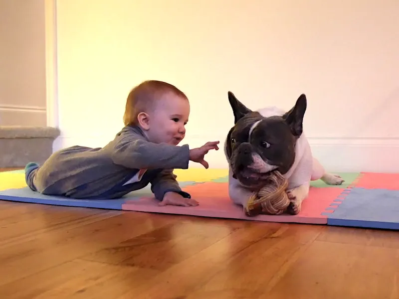Baby and a french bulldog