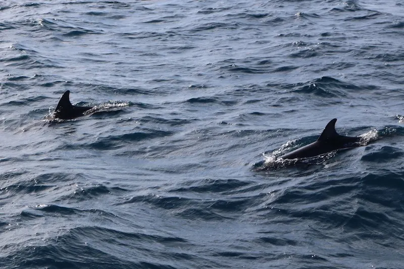 Dolphin spotting in the Maldives