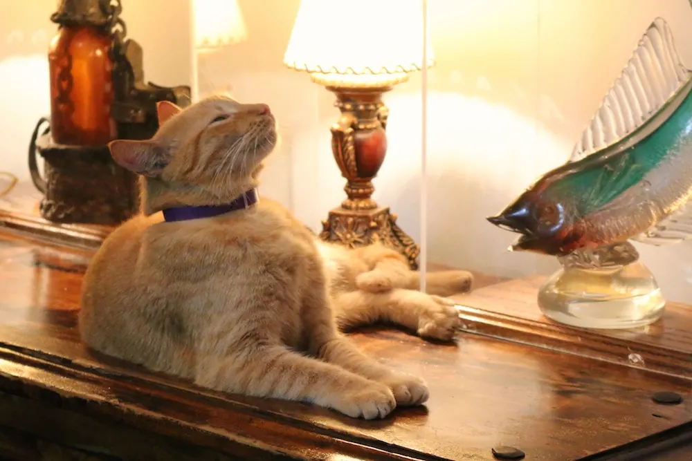 Cats with 6 toes at Ernest Hemingway House