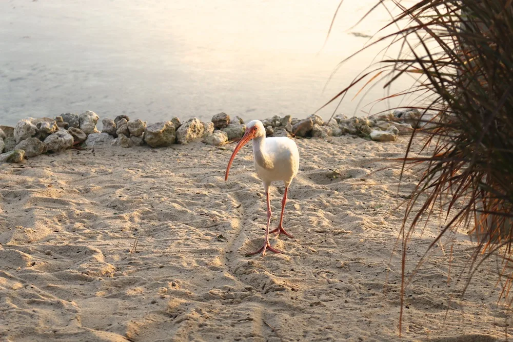 Crane Bird