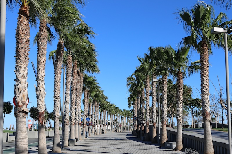 Palm tress in Valencia