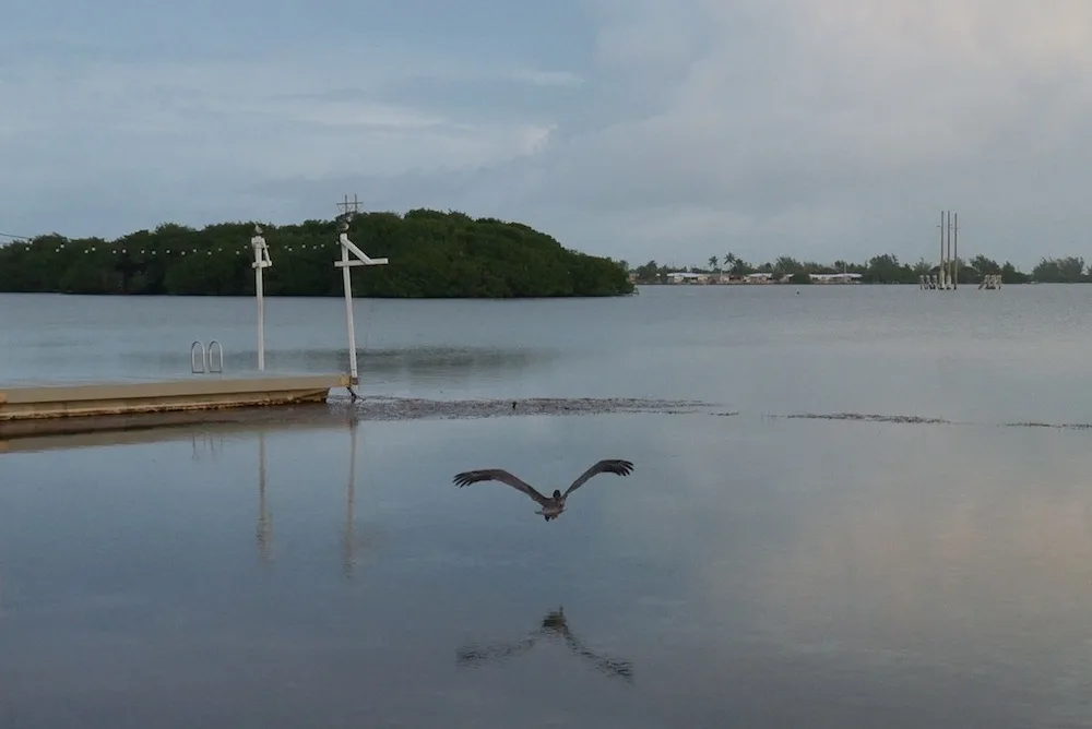 Pelican flying at Ibis Bay Resort