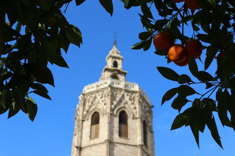 Valencia cathedrals and orange trees