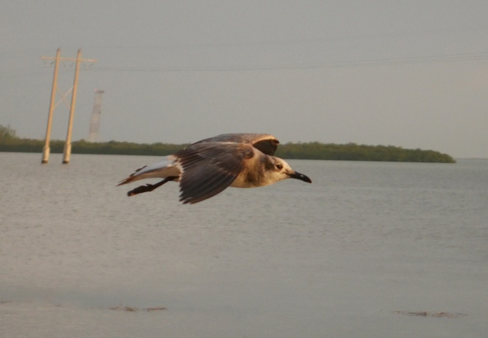 seagull flying at Ibis Bay Resort