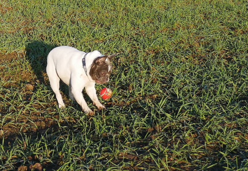 Dog chasing a ball taken with #4kphoto