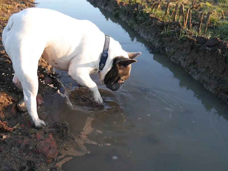 Dog digging in the water taken with #4kphoto