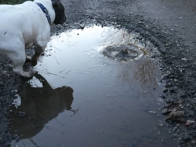 Dog splashing in icy puddle taken with #4kphoto