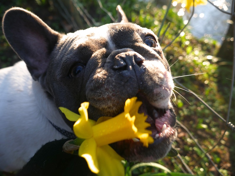 French bulldog eating a daffodil taken with #4kphoto