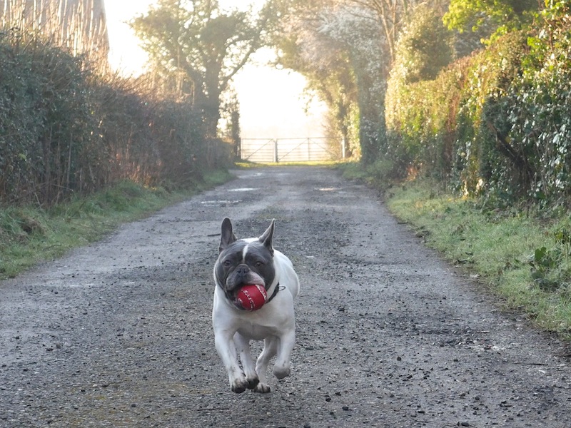 French bulldog running