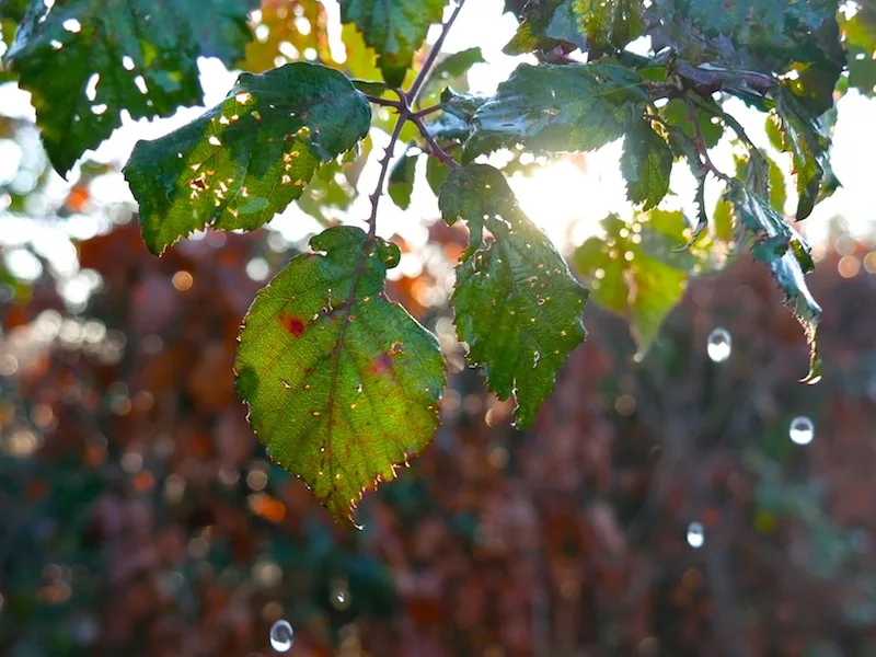Water dripping from leaves taken with #4kphoto