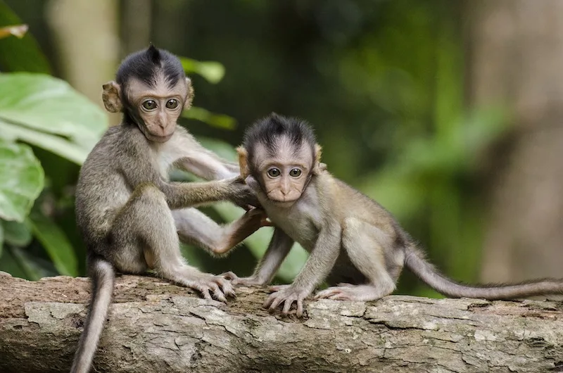 Monkeys in Bali