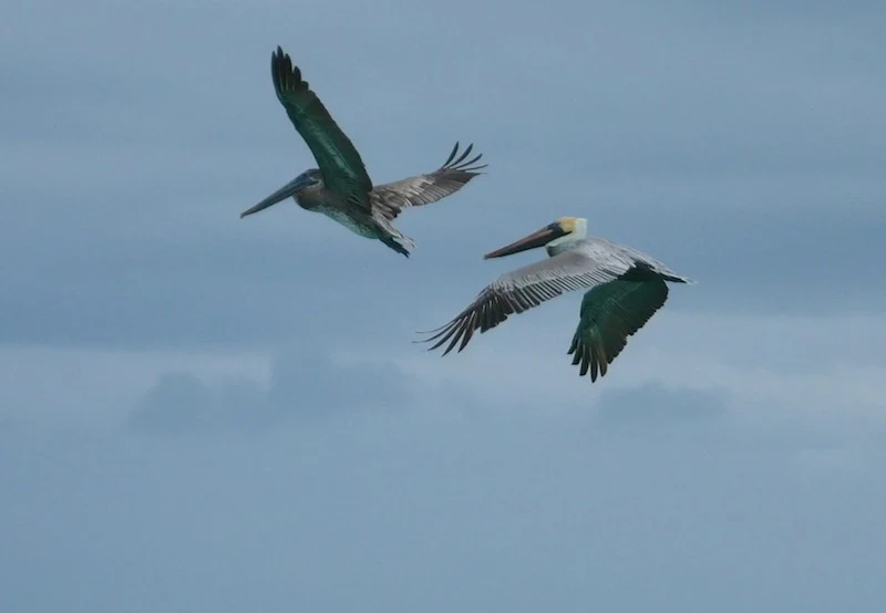 Pelican's flying in the Dry Tortugas