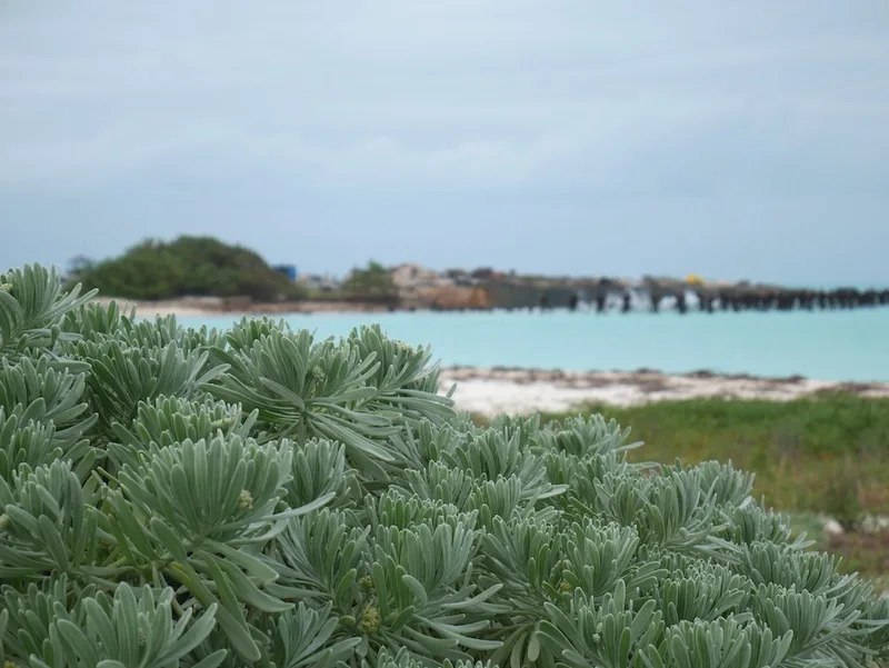 the Dry Tortugas plants