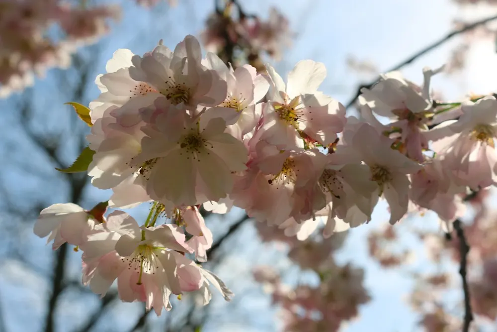 Cherry blossom