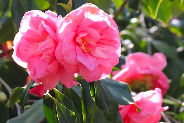 Pink flowers in Hyde Park