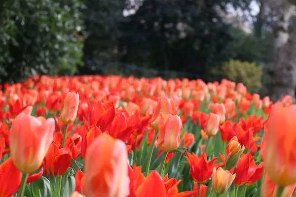 Tulips in london