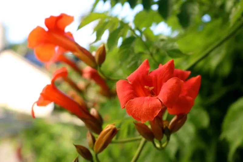 Flowers in Balazuc