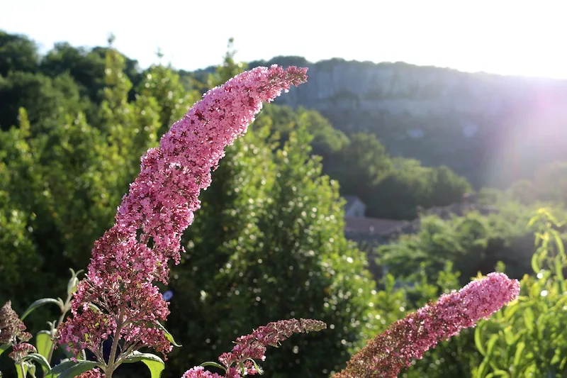 Pink flowers in Balazuc