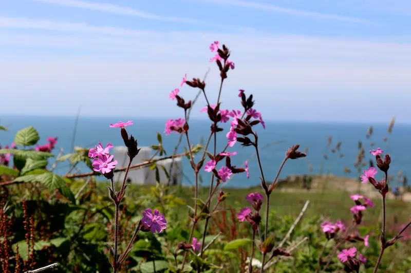 Wild pink flowers