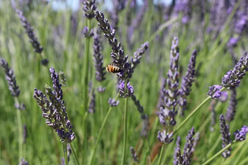 Bee on lavender