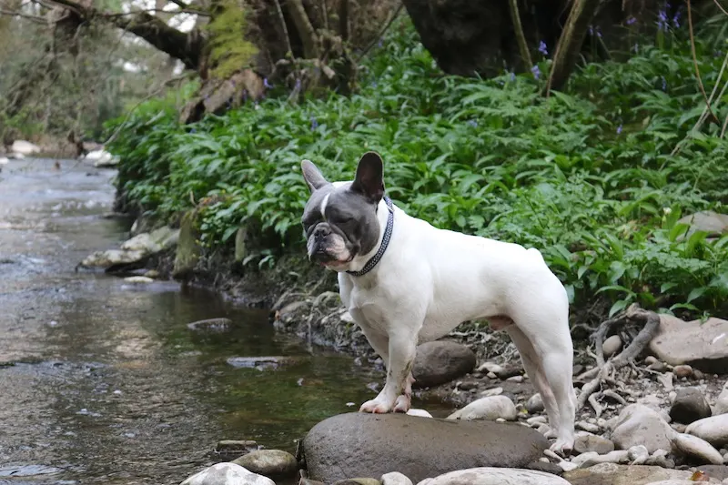 Featherdown Glamping in Lancaster - french bulldog