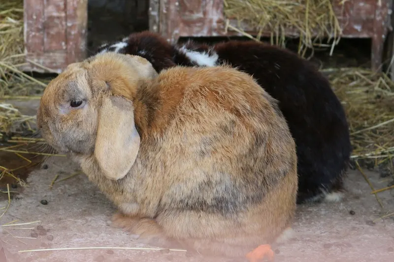 Featherdown Glamping in Lancaster rabbits