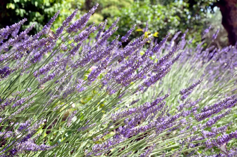 Food and Drink Southern France Lavender