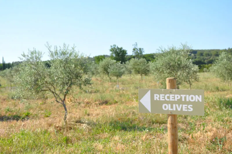 Food and Drink Southern France Olive Trees