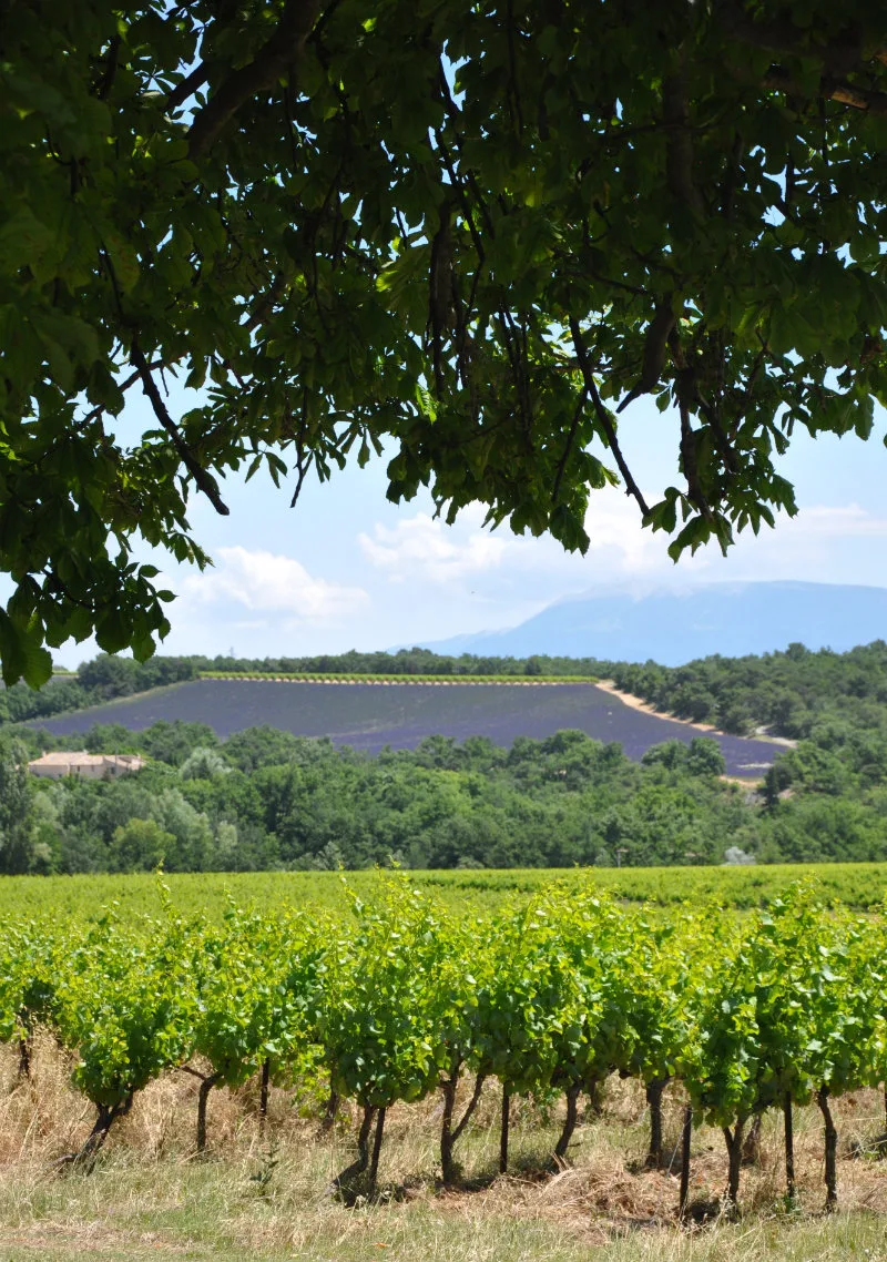 Food and Drink Southern France - Vineyard