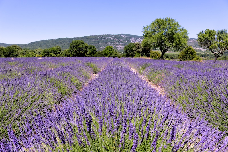 Lavender fields in Southern France
