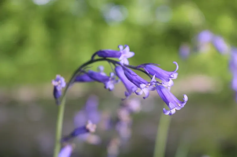 Bluebells