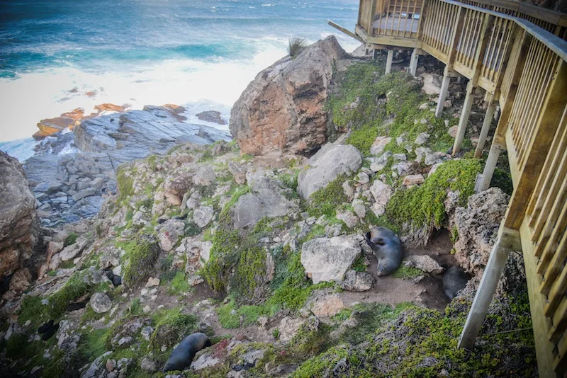 Welcome to Kangaroo Island, Australia