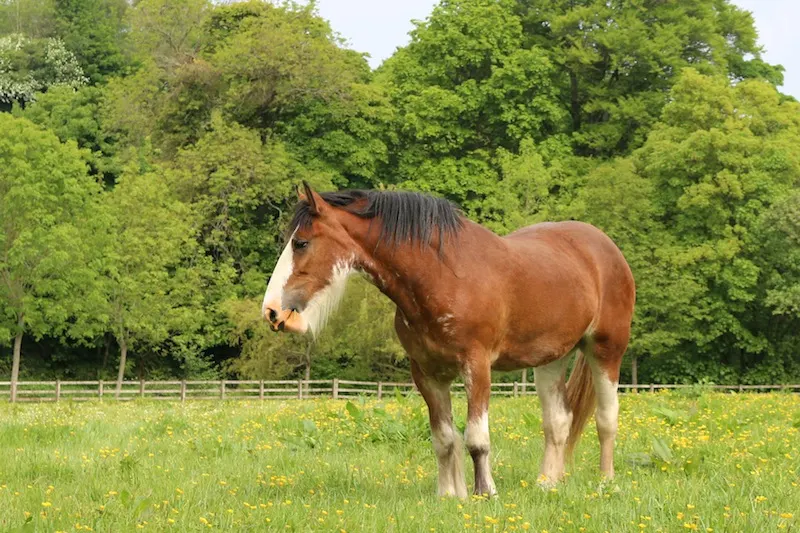 Horse at Roe Valley Country Park