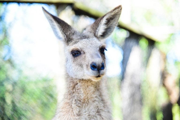 Welcome to Kangaroo Island - The Travel Hack