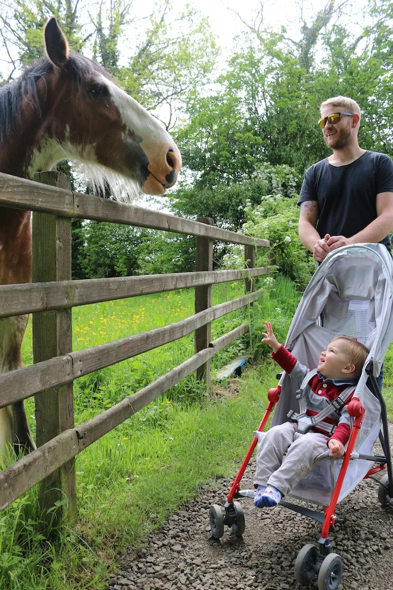 Meeting a horse at Roe Valley Country Park