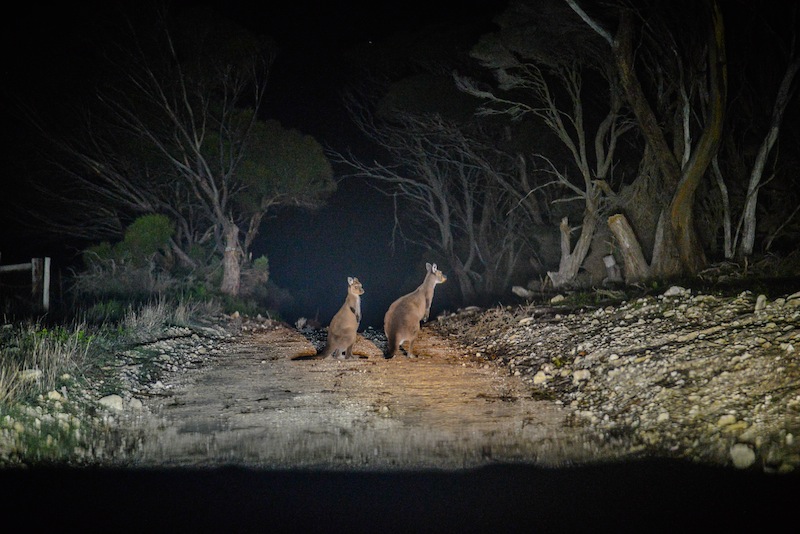 Welcome to Kangaroo Island, Australia