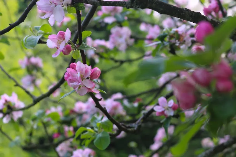 Pink blossoms in Roe Valley Country Park