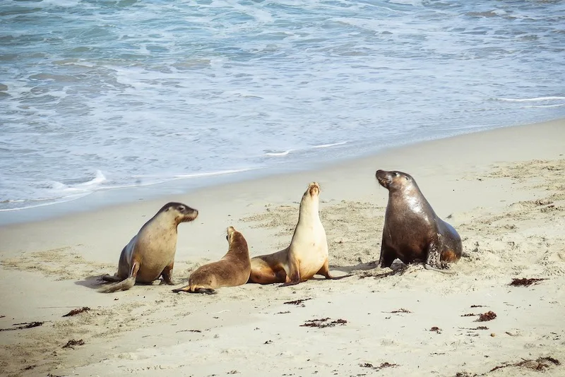 Welcome to Kangaroo Island, Australia