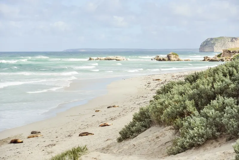 Welcome to Kangaroo Island, Australia