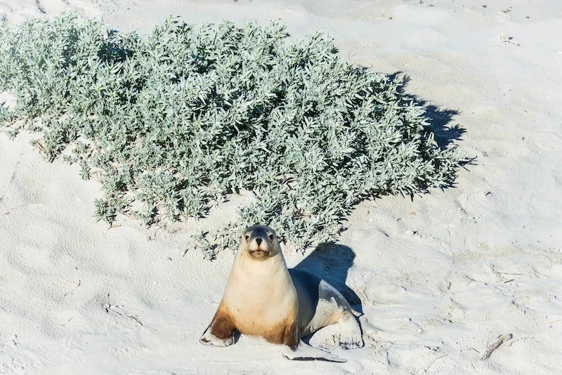 Welcome to Kangaroo Island, Australia