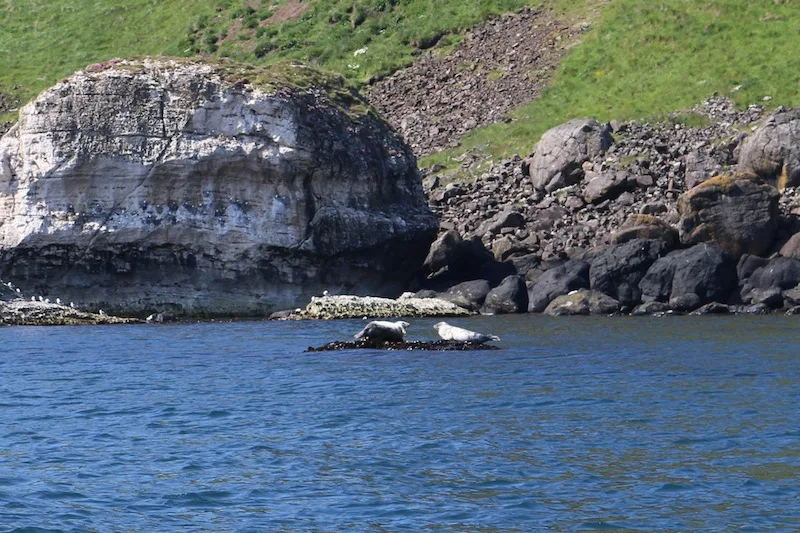 The perfect itinerary for a weekend in Northern Ireland - seals
