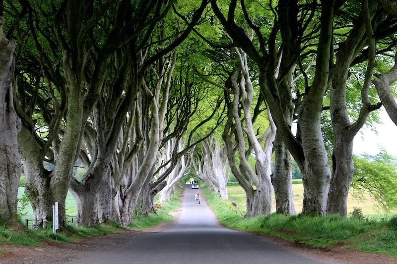 The perfect itinerary for a weekend in Northern Ireland - visit the Dark Hedges