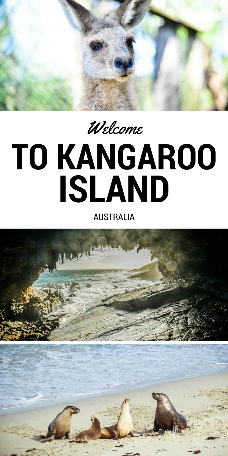 Welcome to Kangaroo Island, Australia