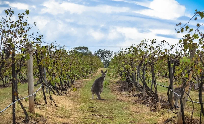 Wine tasting in Australia