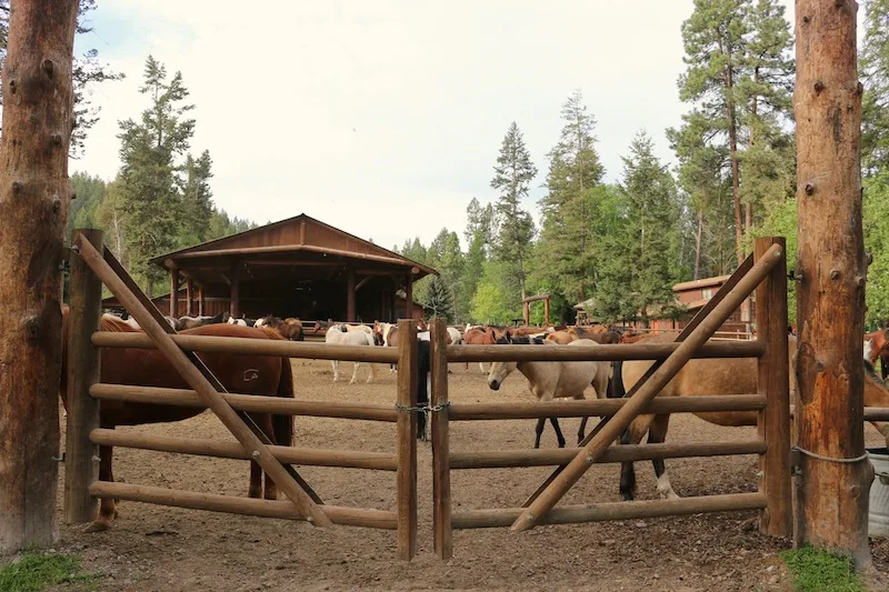 horses-at-flathead-lake-lodge