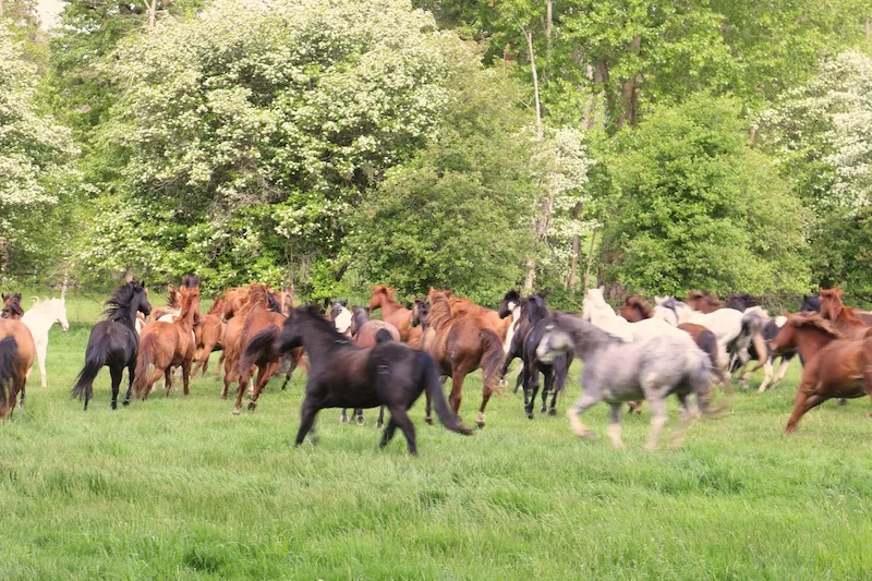 horses-running-at-flathead-lake-lodge